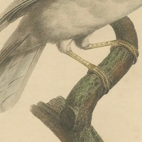 Le Geai varié (The Varied Jay): A 19th-Century Hand-Colored Bird Print, close-up 4