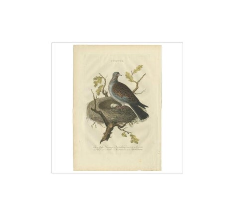 European Turtle Dove with Nest, Antique Bird Engraving, Nozeman & Sepp 1770, view 2