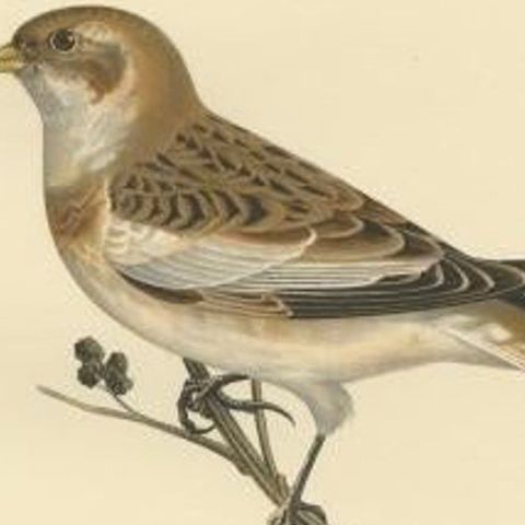 Decorative Original Antique Bird Print of The Snow Bunting, 1927, close-up 2