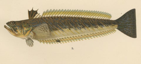 Red Mullet, Norway Redfish, and Greater Weever - Vibrant Fish Lithography, 1895, close-up 4
