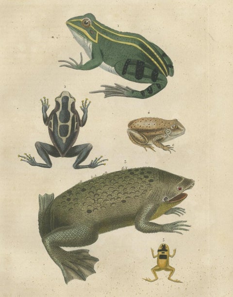 Old Hand-Colored Print Showing Different Frog Species, close-up 2