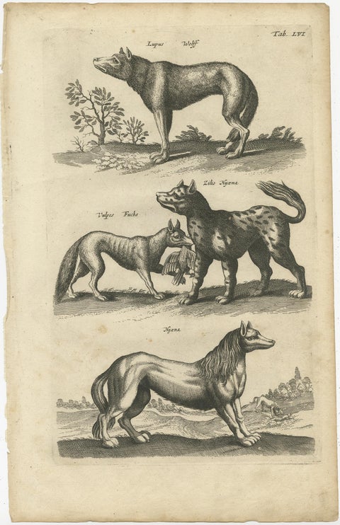 Original Antique Engraving of a Vox, Wolf and Hyenas, 1657, view 2