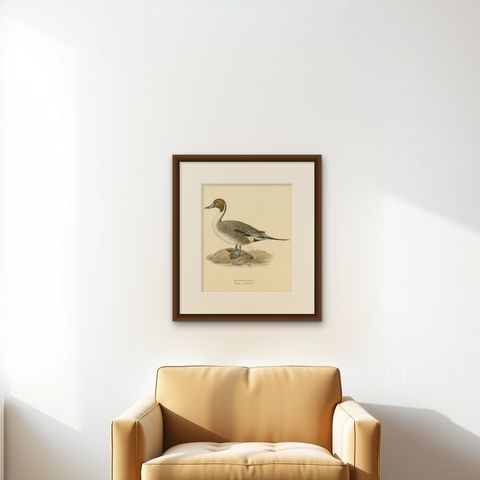 Sleek Elegance: The Northern Pintail by Magnus von Wright, Published in 1929, shown framed on a wall