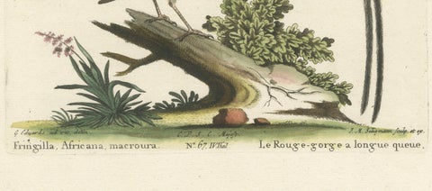 The Long-tailed African Finch and Blue Butterfly Original Old Handcoloring, 1749, close-up 1