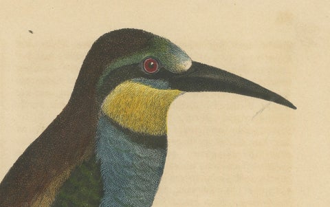 Blue-Tailed Bee-Eater Male - Hand-Colored Lithograph from The Book of the World, close-up 2