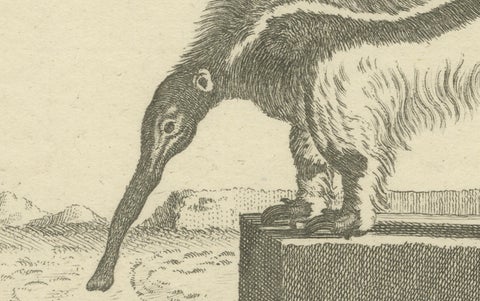 Giant Anteater, Antique Zoological Engraving by De Sève & Leitner, ca.1800, close-up 3