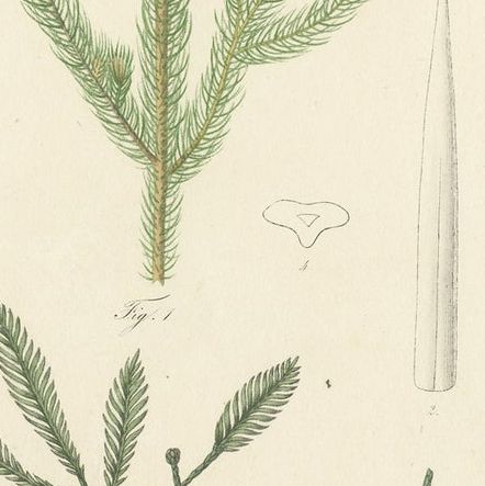 Antique Botany Print of Dacrydium Elatum and a Podocarpus Species, close-up 2