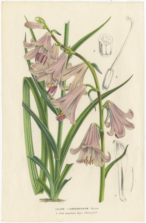 Set of 6 Antique Botany Prints, Wisteria, Scutellaria, Sage 'circa 1853', view 4