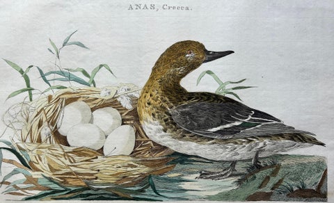 Eurasian Teal (Anas crecca), Female with Nest and Eggs, Nozeman & Sepp, 1789, view 9