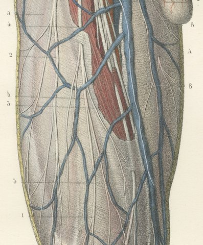 Nerves of the Front of the Thigh, Antique Hirschfeld Anatomy Print, 1866, view 6