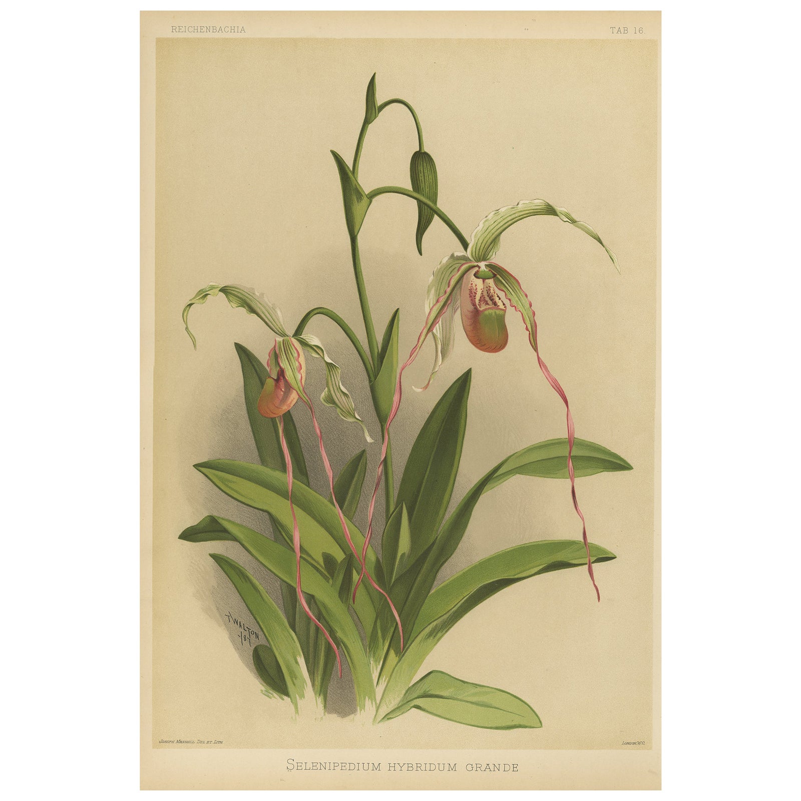 Antique Botanical Print, Exotic Orchid Selenipedium Hybridum Grande, c.1888