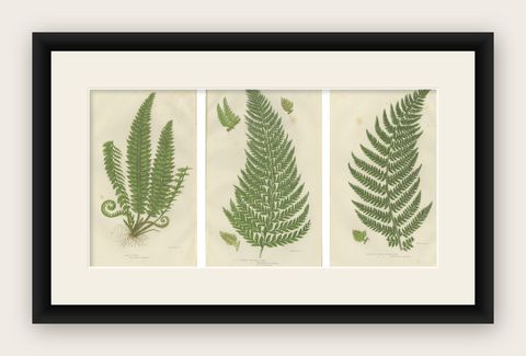 Holly Fern, Common Prickly Fern and Angular-leaved Prickly Fern, Triptych, 1873, shown framed