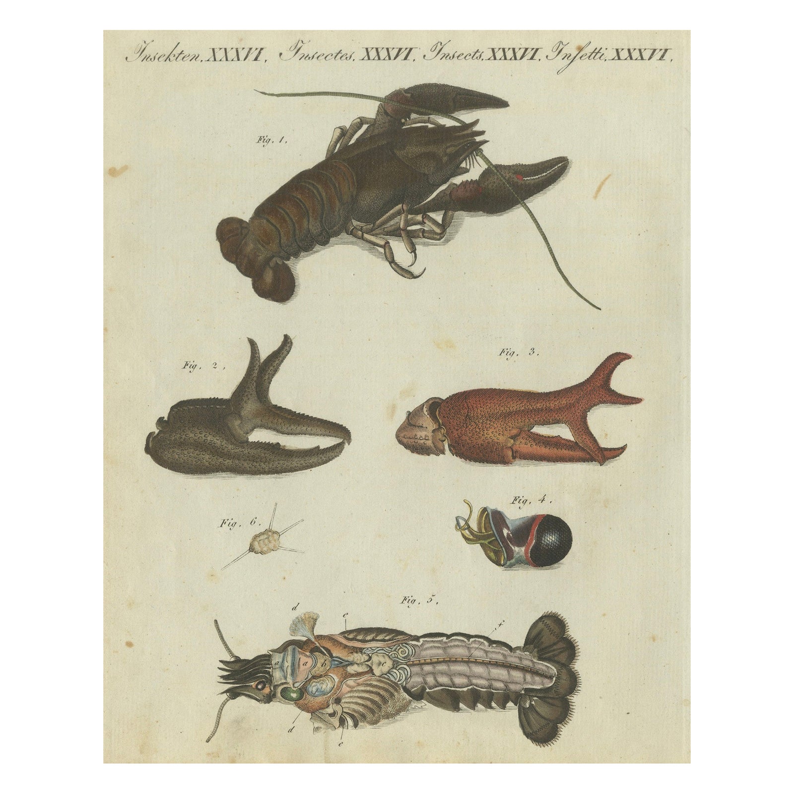 Fascinating Crustaceans and Marine Anatomy: Hand-Colored 19th-Century Engraving
