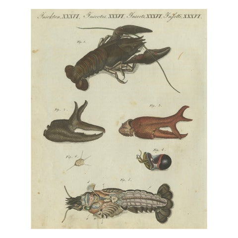 Fascinating Crustaceans and Marine Anatomy: Hand-Colored 19th-Century Engraving