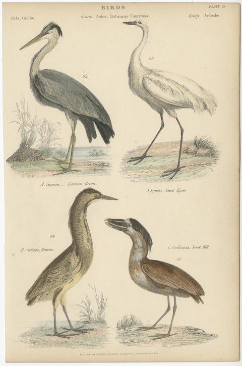 Old Bird Print of the Common Heron, Great Egret, Bittern and Boat Bill, ca.1860, view 2