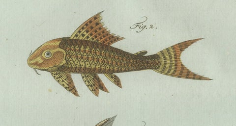Original Antique Print of Gar and Exotic Armored Fish by Bertuch, c. 1800, close-up 3