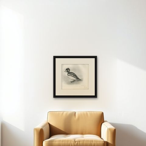 Goldeneye, Antique Bird Print after Lilian Medland, circa 1909, shown framed on a wall