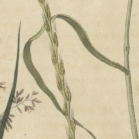 Two Grasses with Flower Details, Antique Bertuch Print, circa 1818, close-up 6