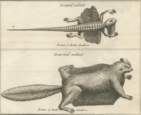 Flying Lizard and Flying Squirrel, Antique Engraving, Poulo Condore, c.1770, close-up 5