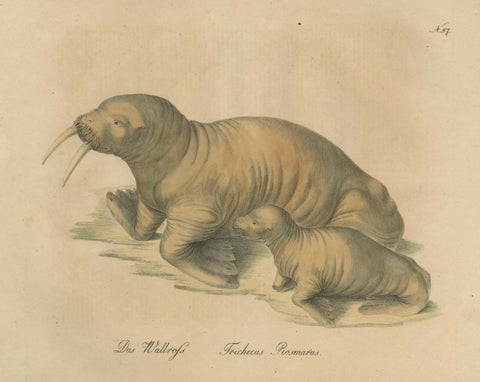 Antique Walrus Lithograph by Karl Joseph Brodtmann, 1816, close-up 4