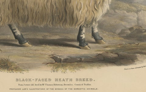 Lithograph of a Ram of the Black-Faced Heath Breed or Scottish Blackface, 1841, close-up 3