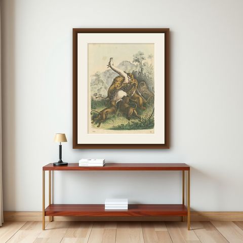 Antique Print of Lions Attacking a Giraffe, shown framed on a wall