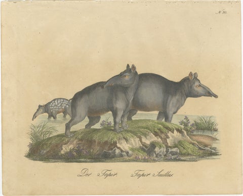 Tapir Family with Juvenile in Tropical Wetland, Brodtmann, 1816, view 2
