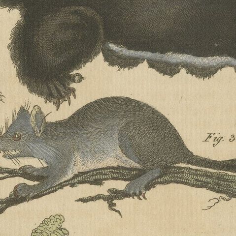 Antique Print of Didelphis species 'Opossum', Flying Squirrel and More, close-up 5