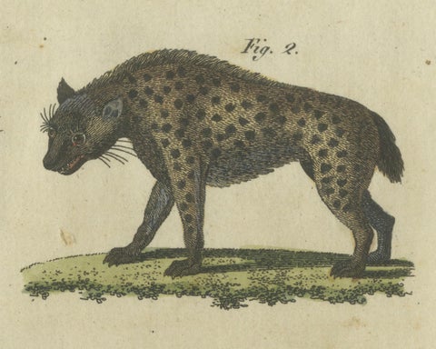 Striking 1805 Hand-Colored Engraving of Wild Cats and Predatory Mammals, close-up 3