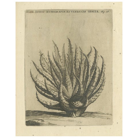 Aloe Afric Humilis Botanical Engraving from Caspar Commelin’s Work, 1706