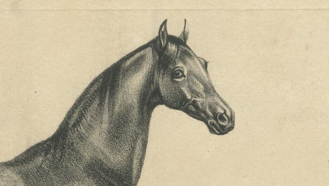 Antique Arabian Horse Lithograph “Aga” by August Jäger, 1846, close-up 2