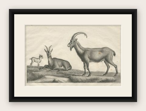 Antique Print of a Wild Goat by Miger 'c.1805', shown framed