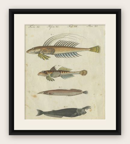 Vibrant 1805 Handcolored Engraving of Rare Fish Species from Bertuch's Work, shown framed