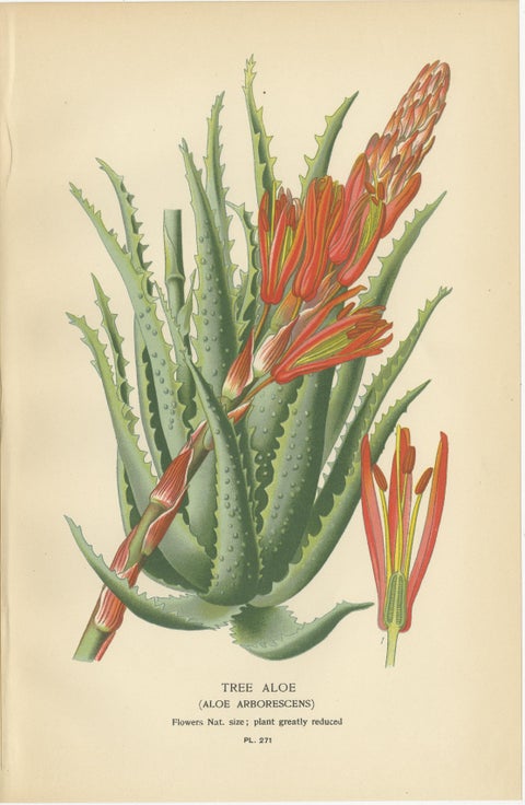Antique Botanical Lithographs, Gasteria, Aloe & Yucca, 1897, view 3