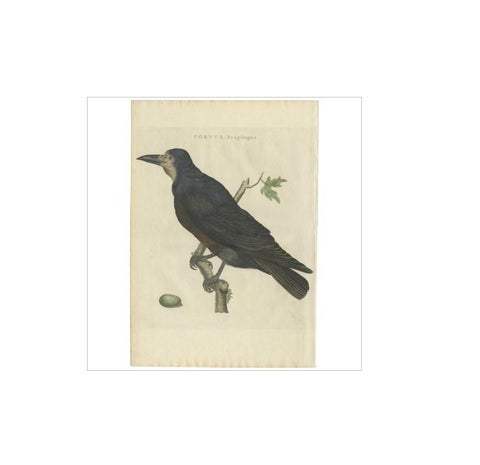 Antique Bird Print of the Rook by Sepp & Nozeman, 1797, view 2