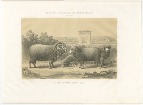 Rambouillet Merino Rams and Ewes of 1873, Antique Sheep Print, view 2