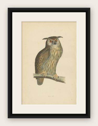 Antique Bird Print of the Eurasian Eagle Owl, c.1850, shown framed