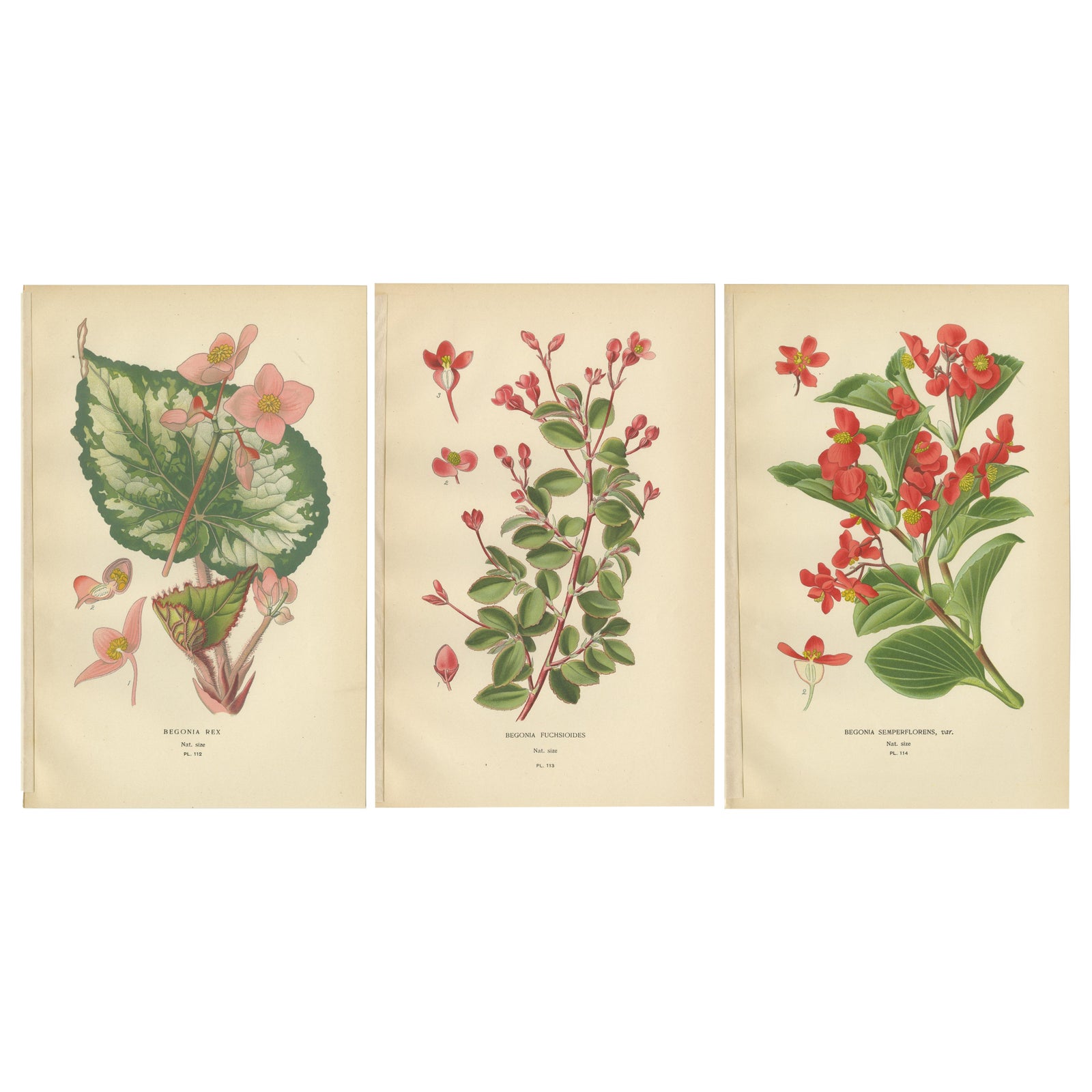 Botanical Prints: Begonia Rex, Begonia Fuchsioides & Begonia Semperflorens, 1897