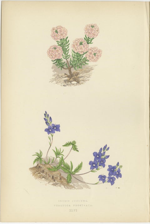 Alpine Botanical Lithograph Quartet: Micomeria, Edelweiss, Primula, and Arabis, view 2