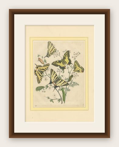 1856 Hand-Colored Lithograph of Swallowtail Butterflies and Caterpillars, shown framed