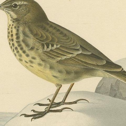 Antique Bird Print of the Water Pipit by Von Wright '1927', close-up 1
