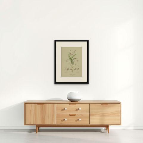 Antique Botany Print of the Large Boulder Orchid, '1884', shown framed on a wall