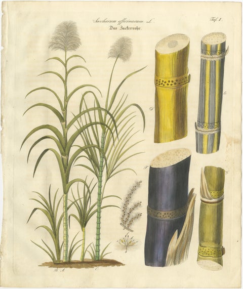 Antique Sugarcane Botanical Print, Saccharum officinarum, Hand Colored, c.1831, view 2