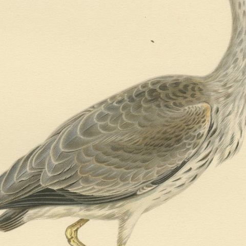 The Young Grey Heron from the "Svenska Fåglar Lithographs Series, 1929, close-up 4