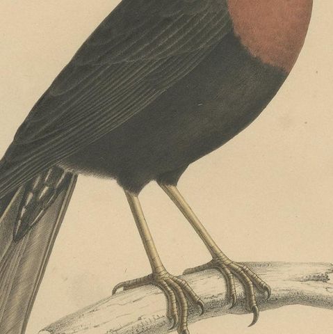 Antique Bird Print of a Rufous-Collared Thrush by Severeyns 'c.1850', close-up 2