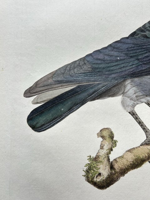 Western Jackdaw Print, Corvus Monedula by Nozeman and Sepp, 1797, view 3