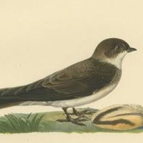 Antique Bird Print of The Sand Martin by Von Wright, 1927, close-up 1