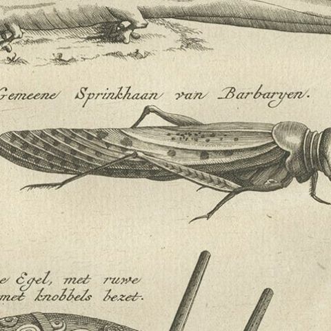 Antique Engravings of Lizards, Locust, Mongoose and a Sea Urchin, 1773, close-up 2