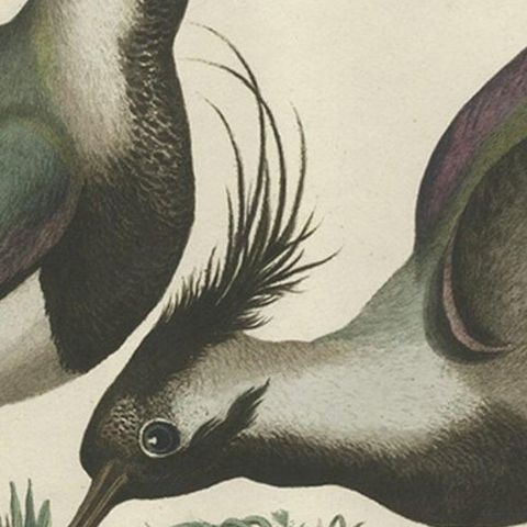 Northern Lapwing Print, Tringa Vanellus Vulgaris by Nozeman and Sepp, 1770, close-up 2