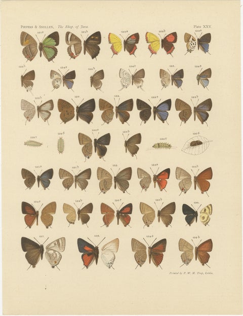 Victorian Butterfly Plates - The Rhopalocera of Java by Piepers & Snellen, 1908, view 2